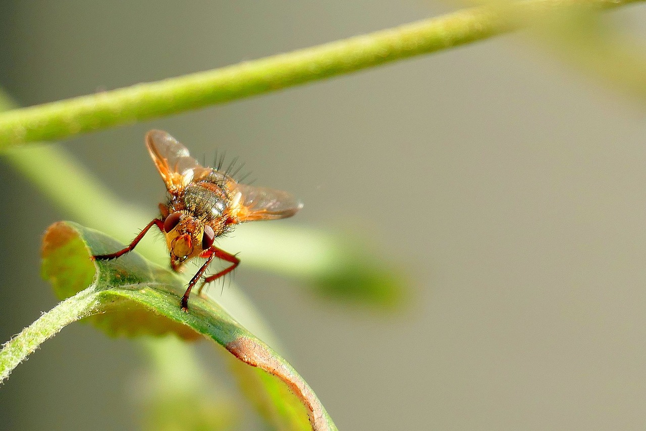 fly mosquito nature free photo