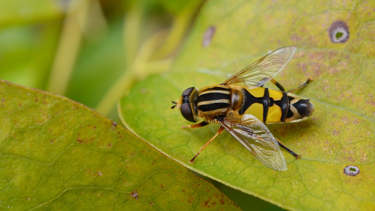 fly hoverfly nature free photo