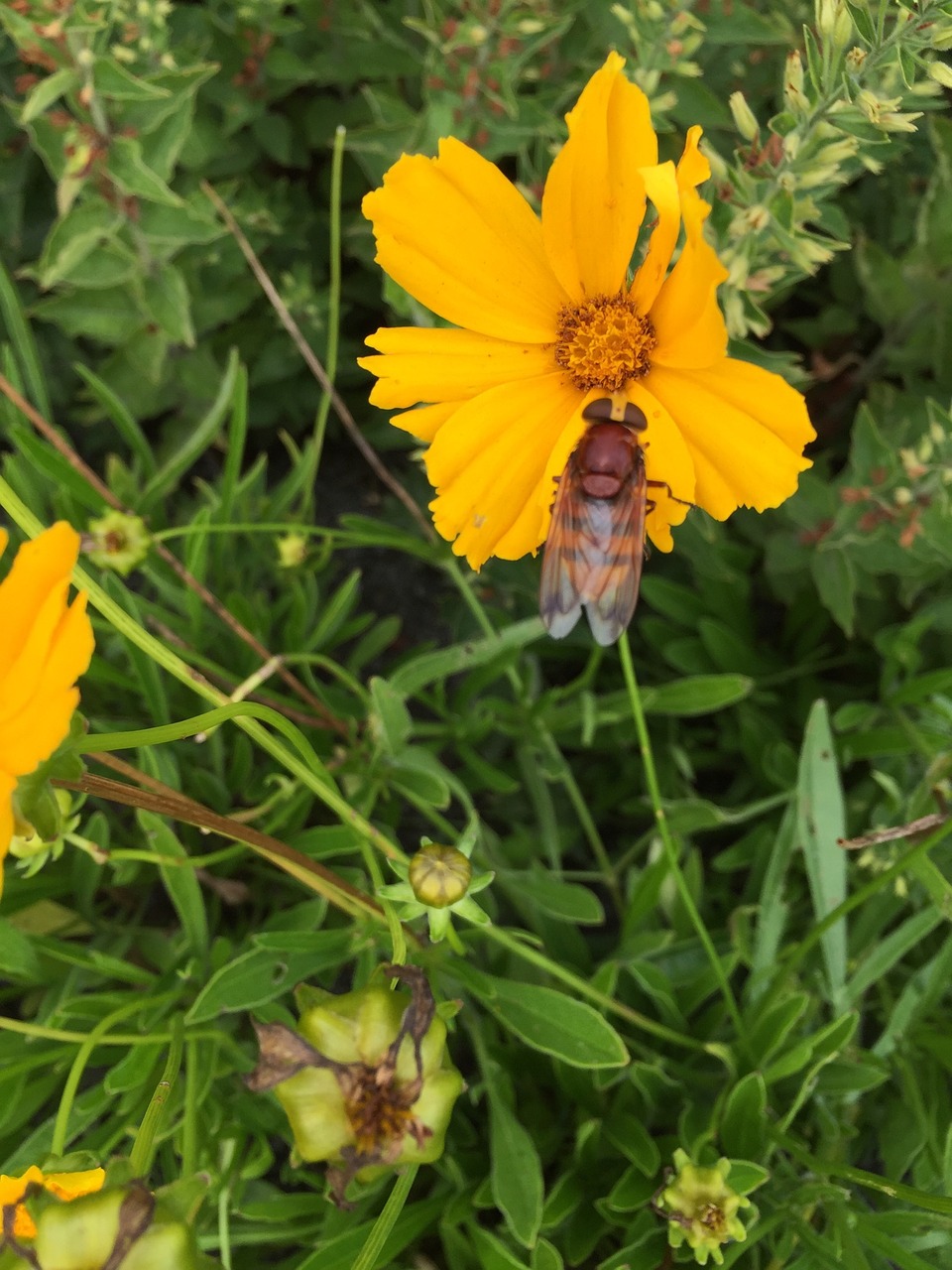 fly flower insect free photo