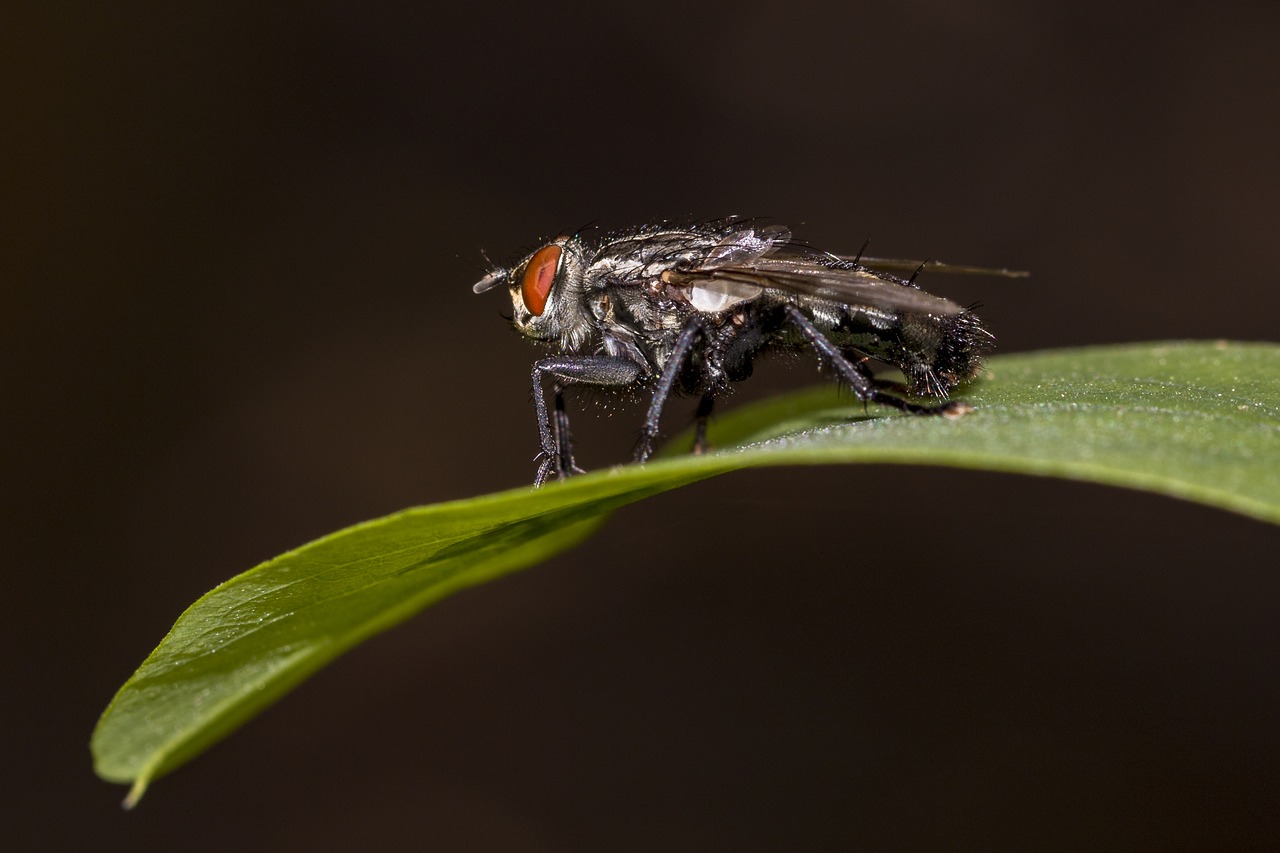 fly macro insect free photo