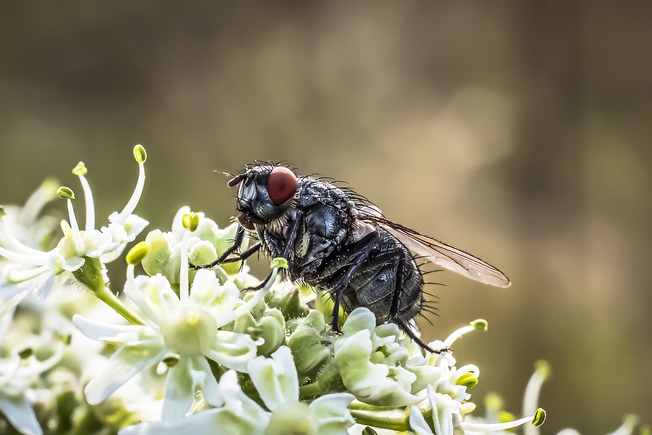 fly housefly insect free photo