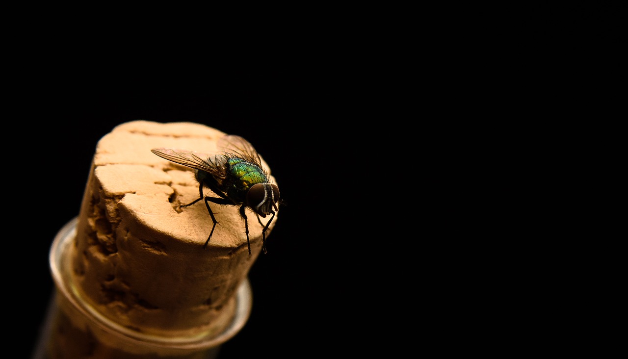 fly insect macro free photo