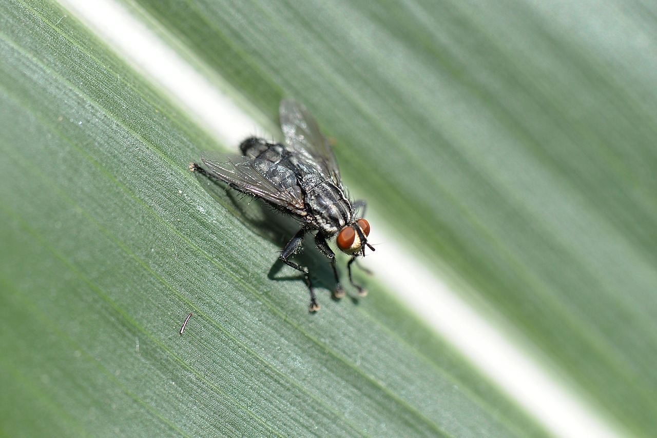 fly insect macro free photo