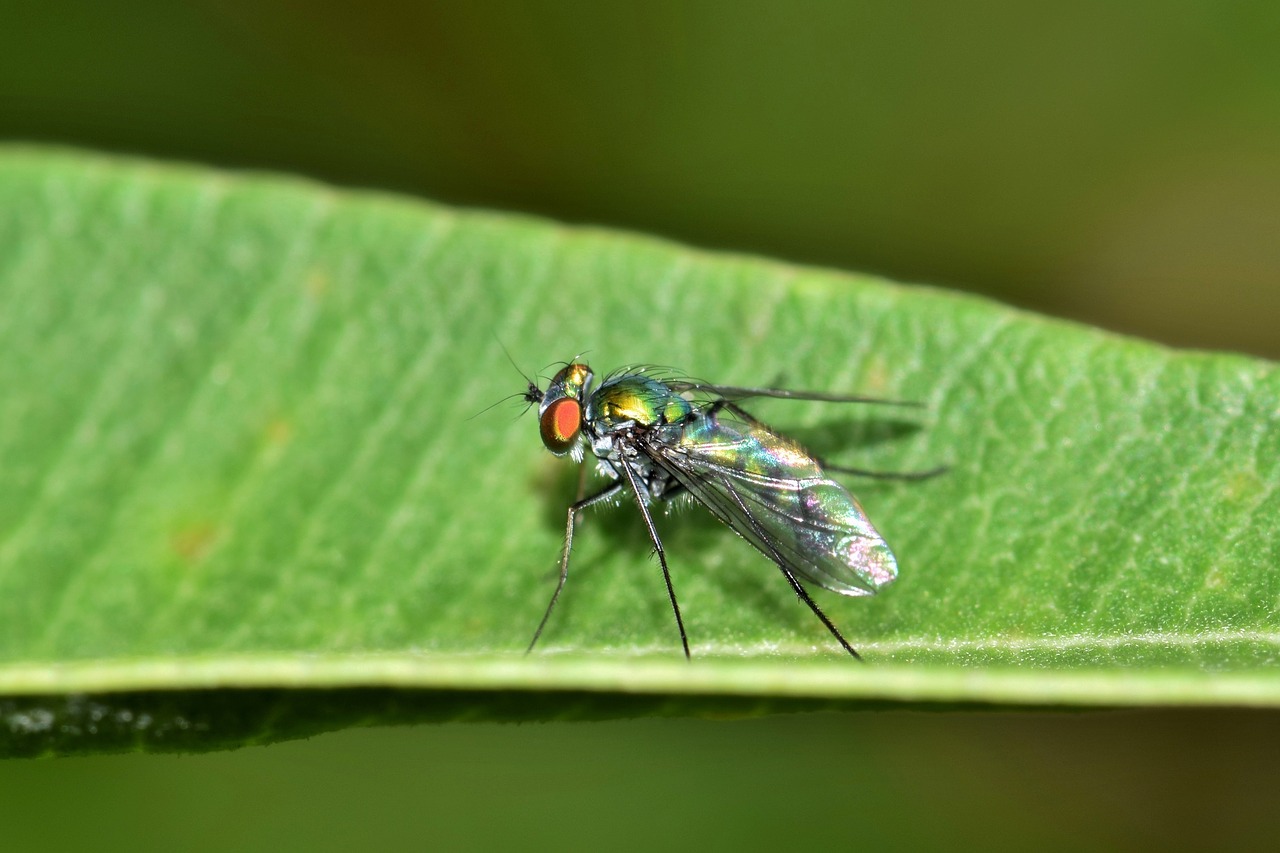 fly long legged fly insect free photo