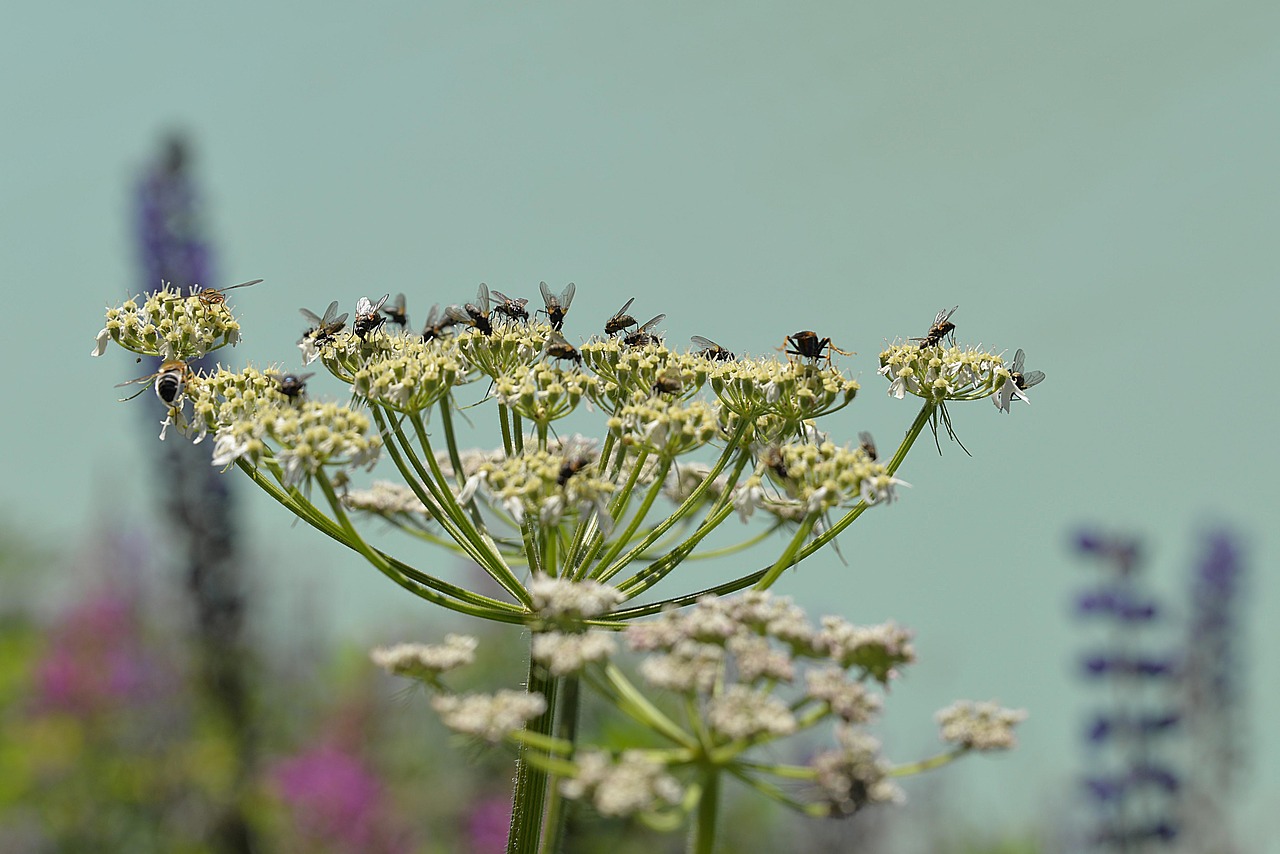 fly ganguly insect collection free photo