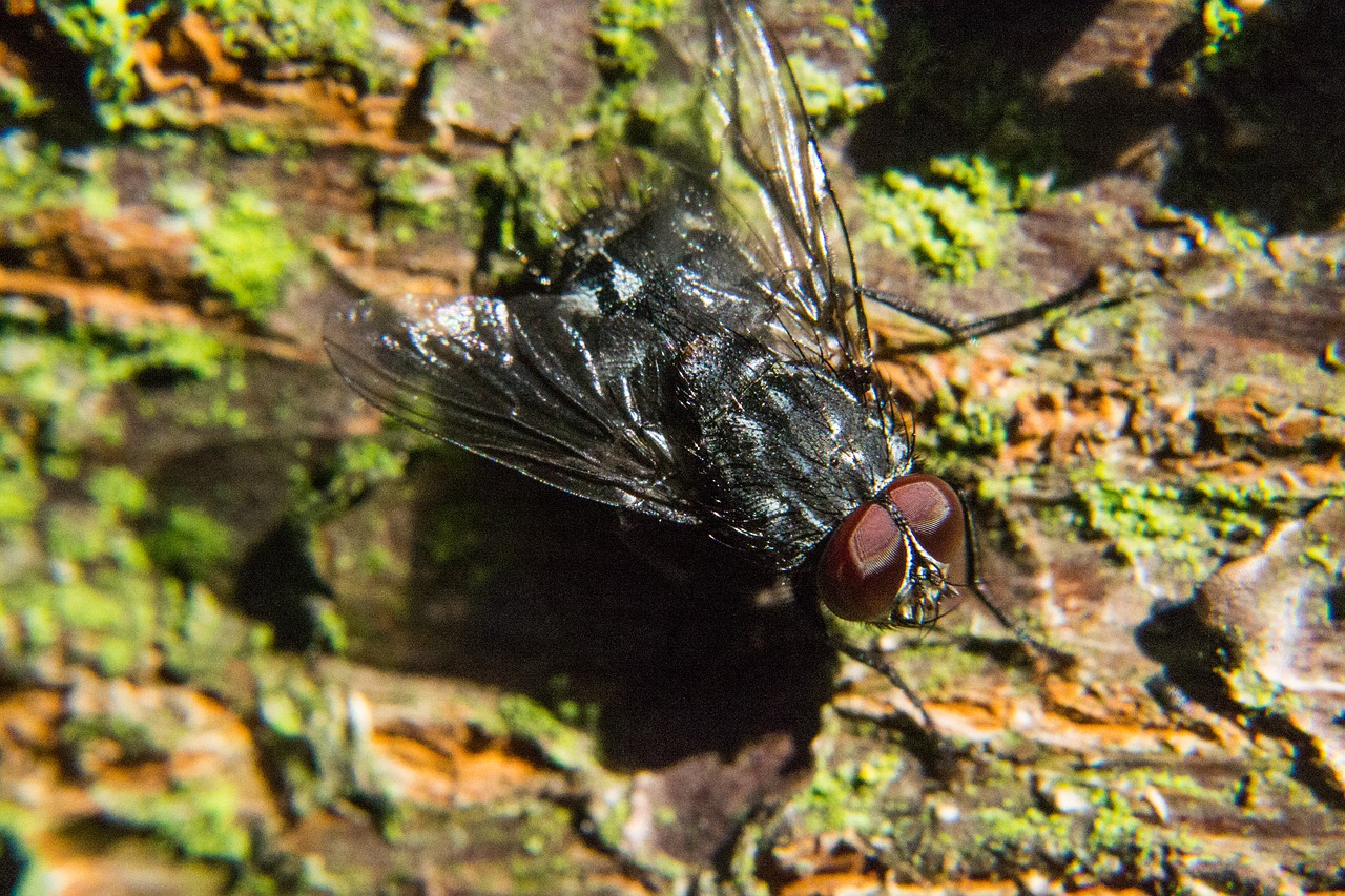 fly insect close free photo