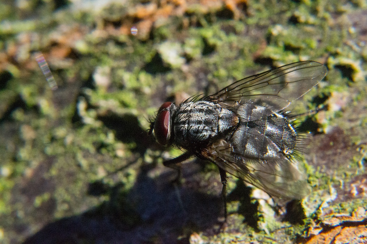 fly insect close free photo