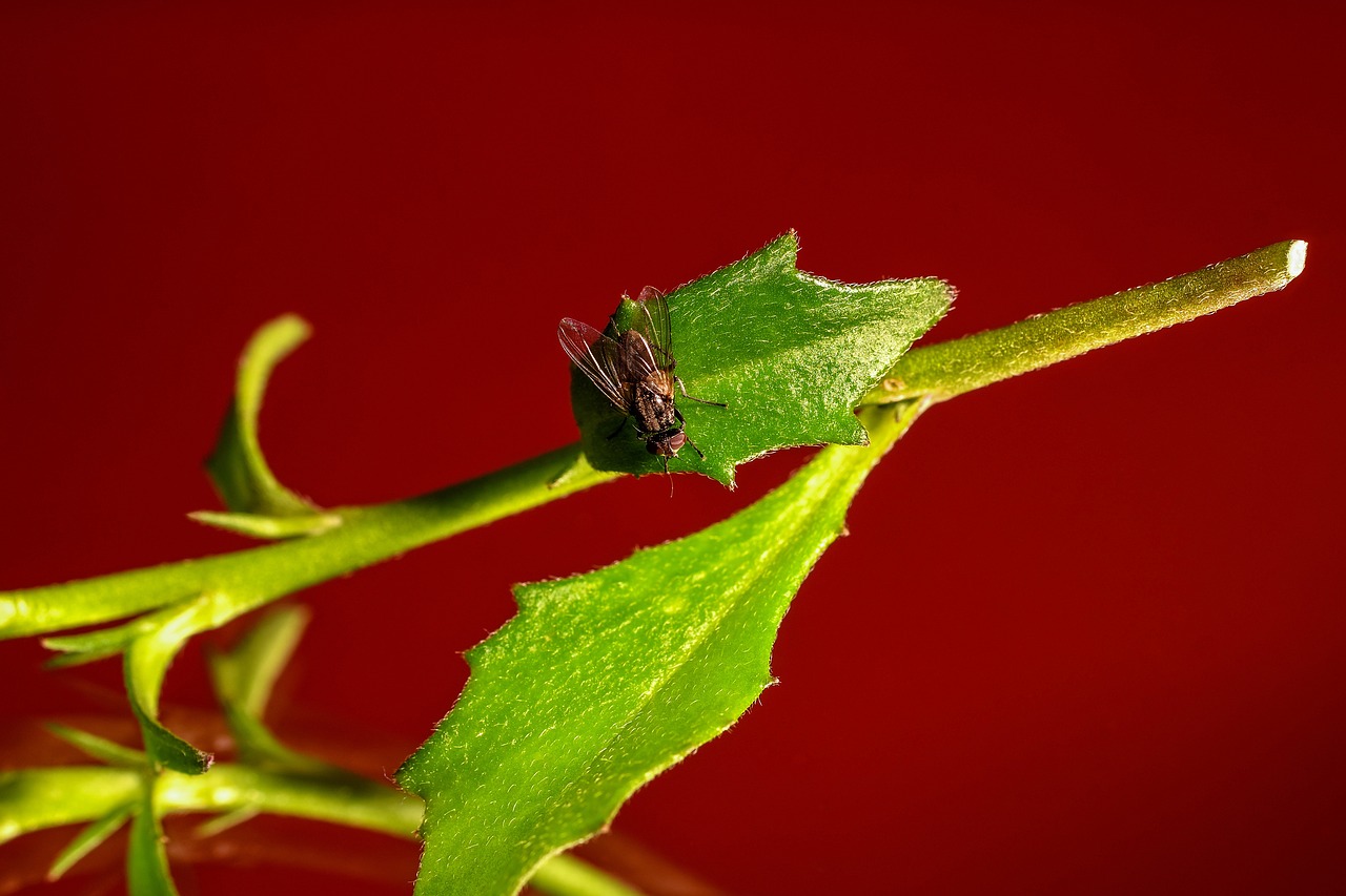 fly insect wing free photo