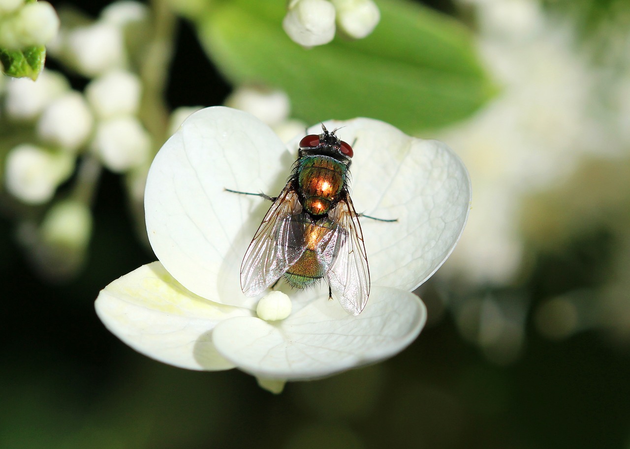 fly insect bug free photo