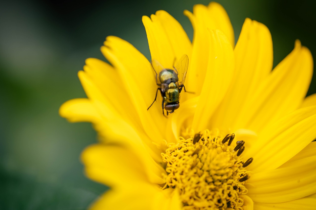 fly flower insect free photo