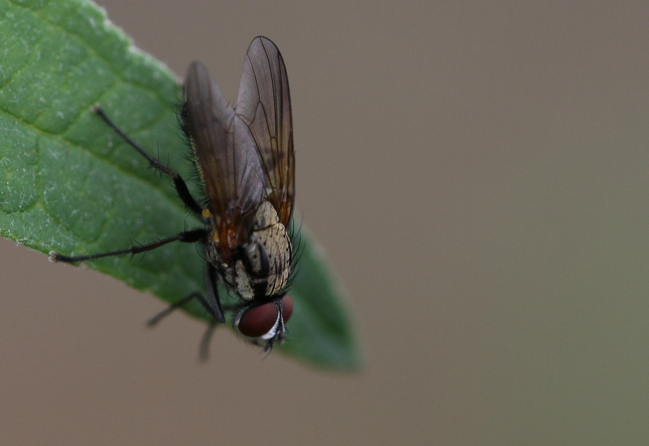 fly mouchette insect free photo