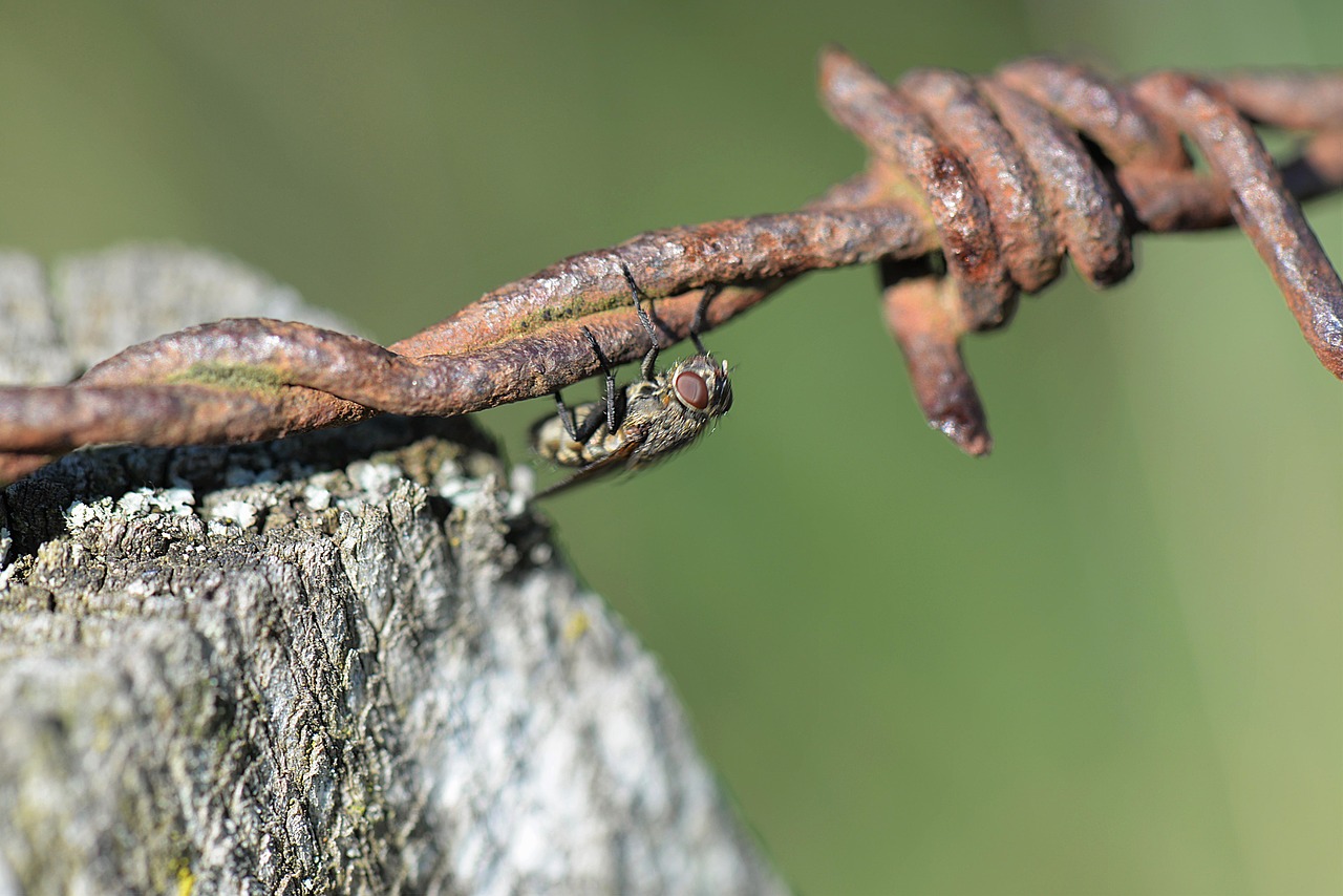 fly barbed wire close free photo