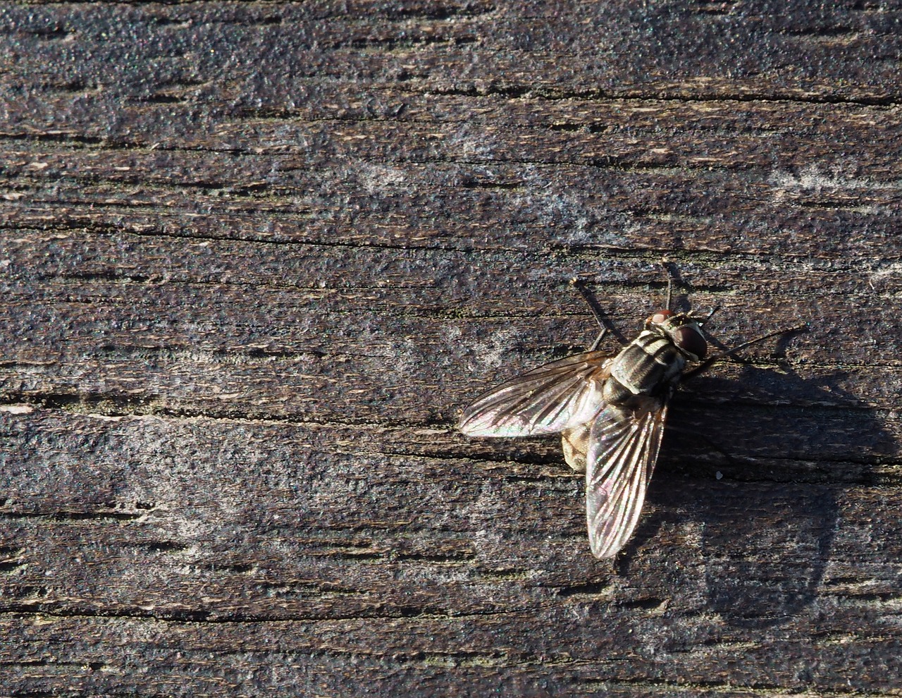 fly insect wood free photo
