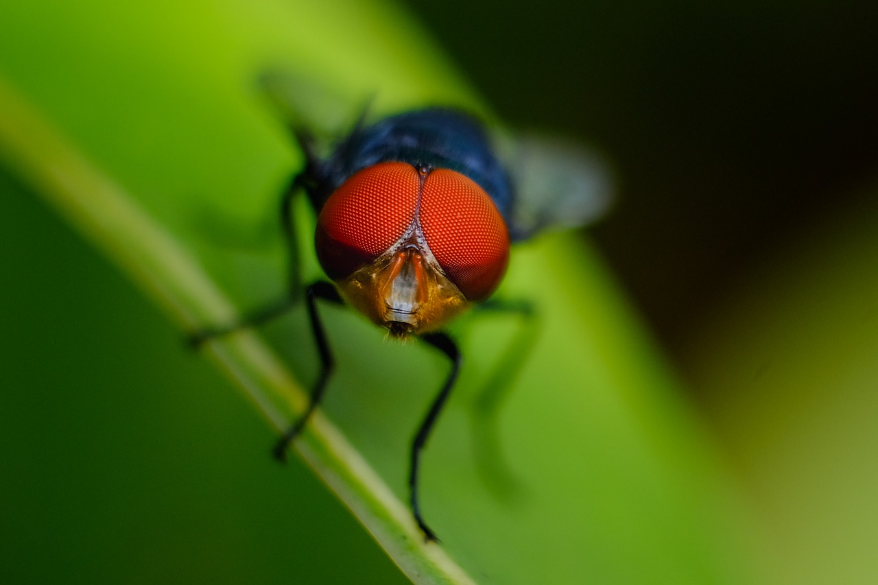 fly red green free photo