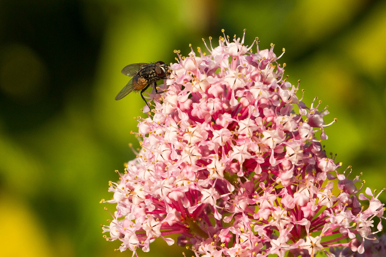 fly insect close free photo