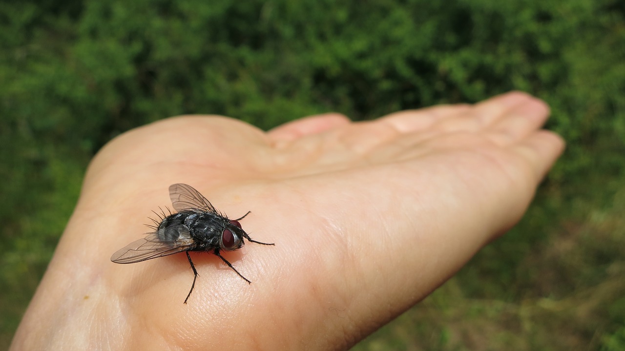 fly insect hand free photo