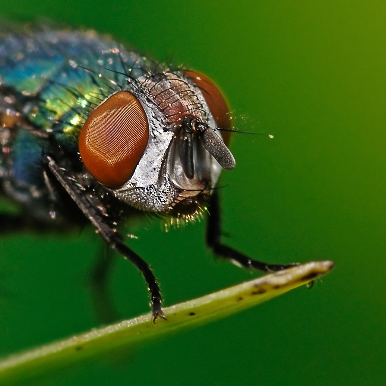 fly insect head free photo