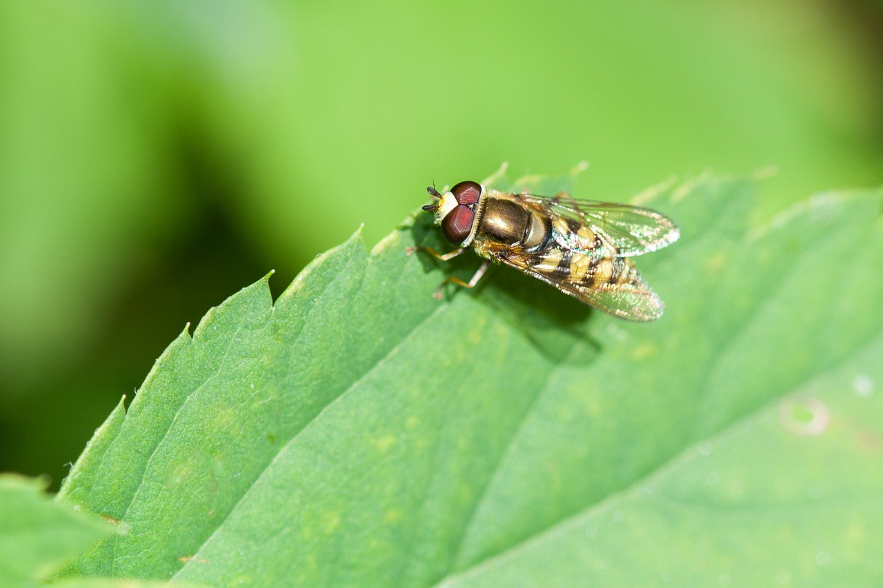 fly hoverfly bug free photo