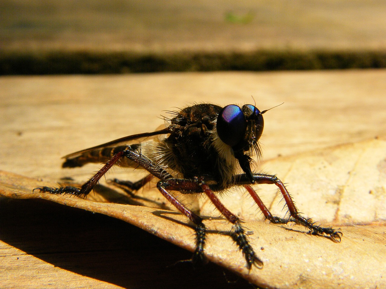 fly insect animal free photo