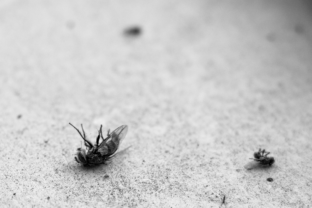 fly dead ants free photo