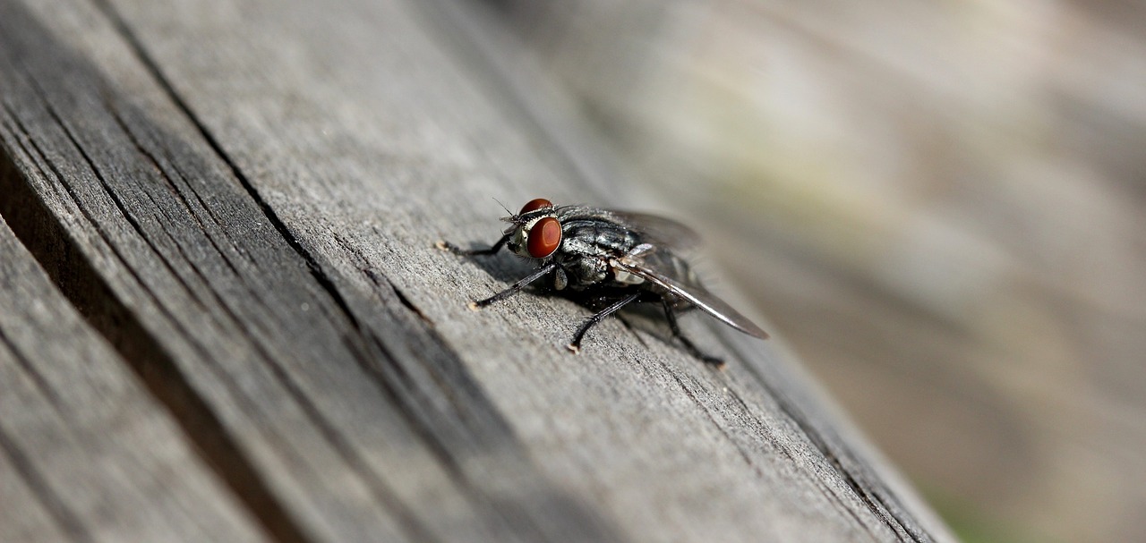 fly macro insect free photo