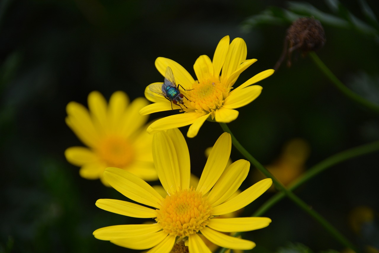 fly flower insect free photo