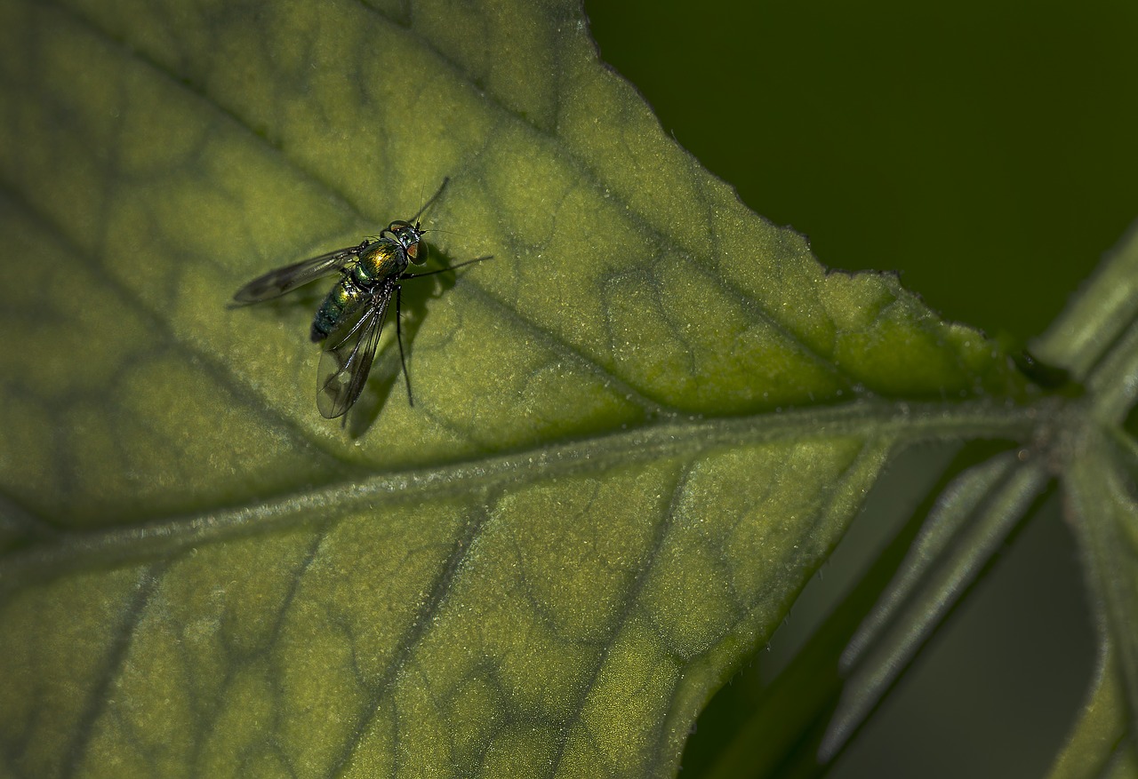 fly leaf green free photo