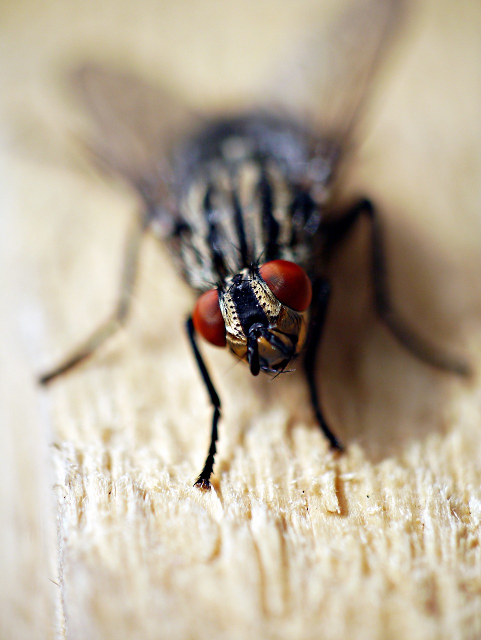 fly insect macro free photo