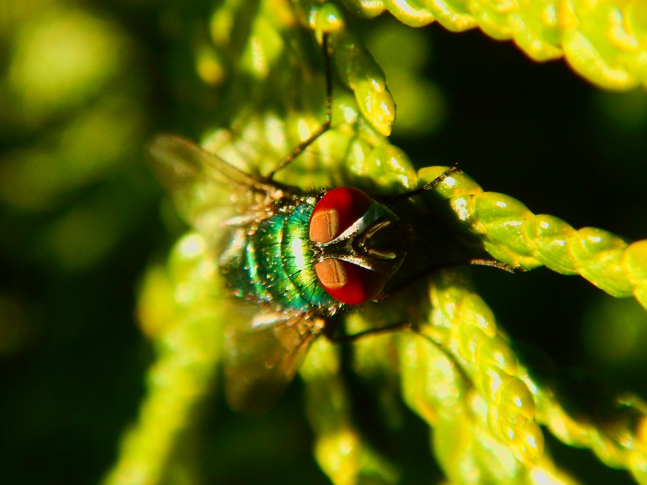 fly macro green free photo