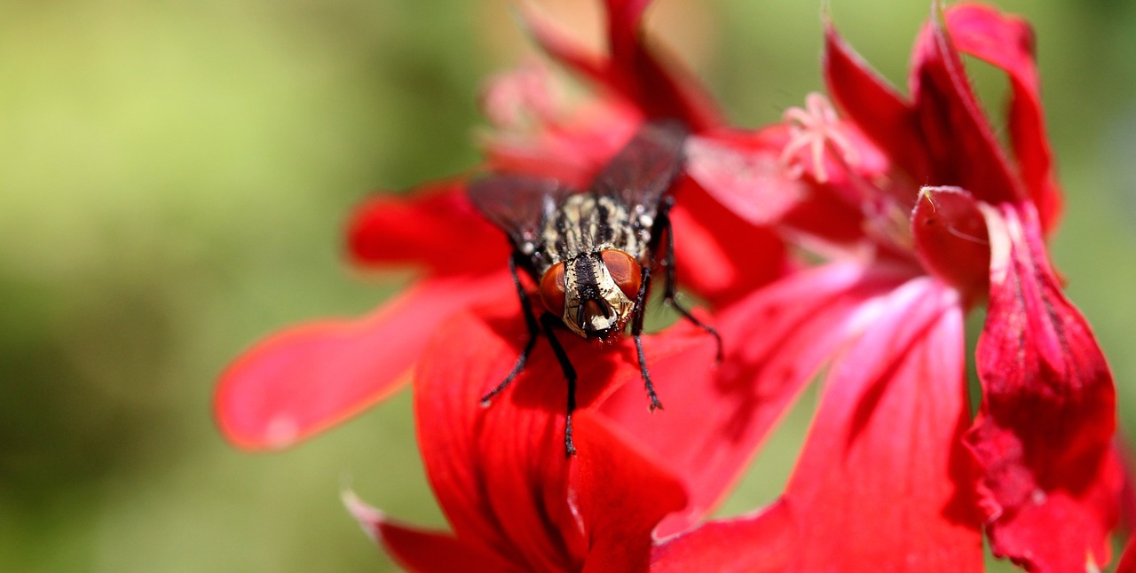 fly macro insect free photo