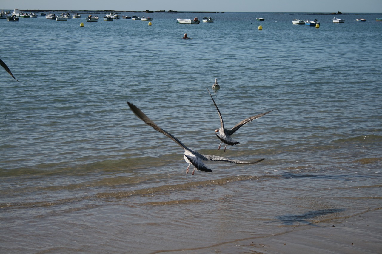 fly freedom seagulls free photo