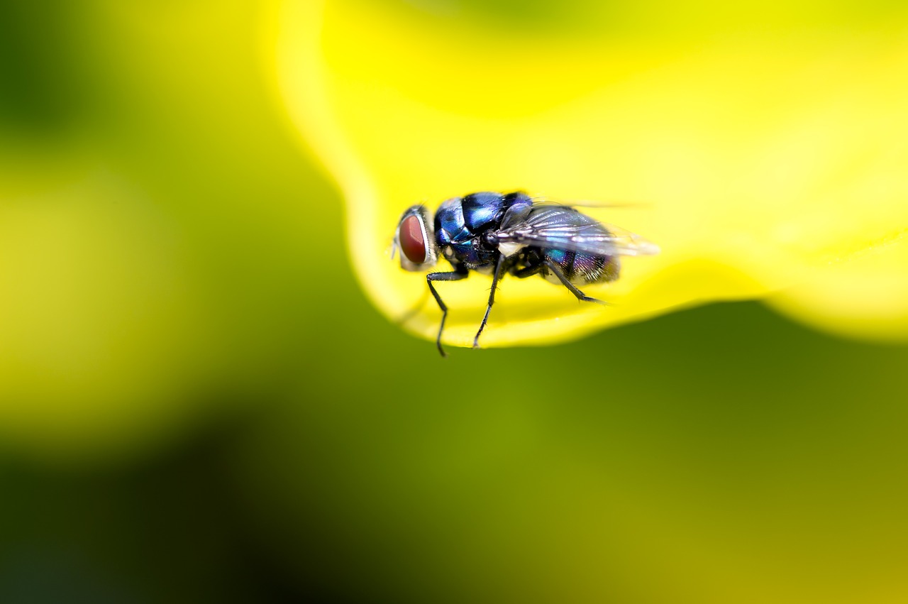 fly macro photography insect free photo