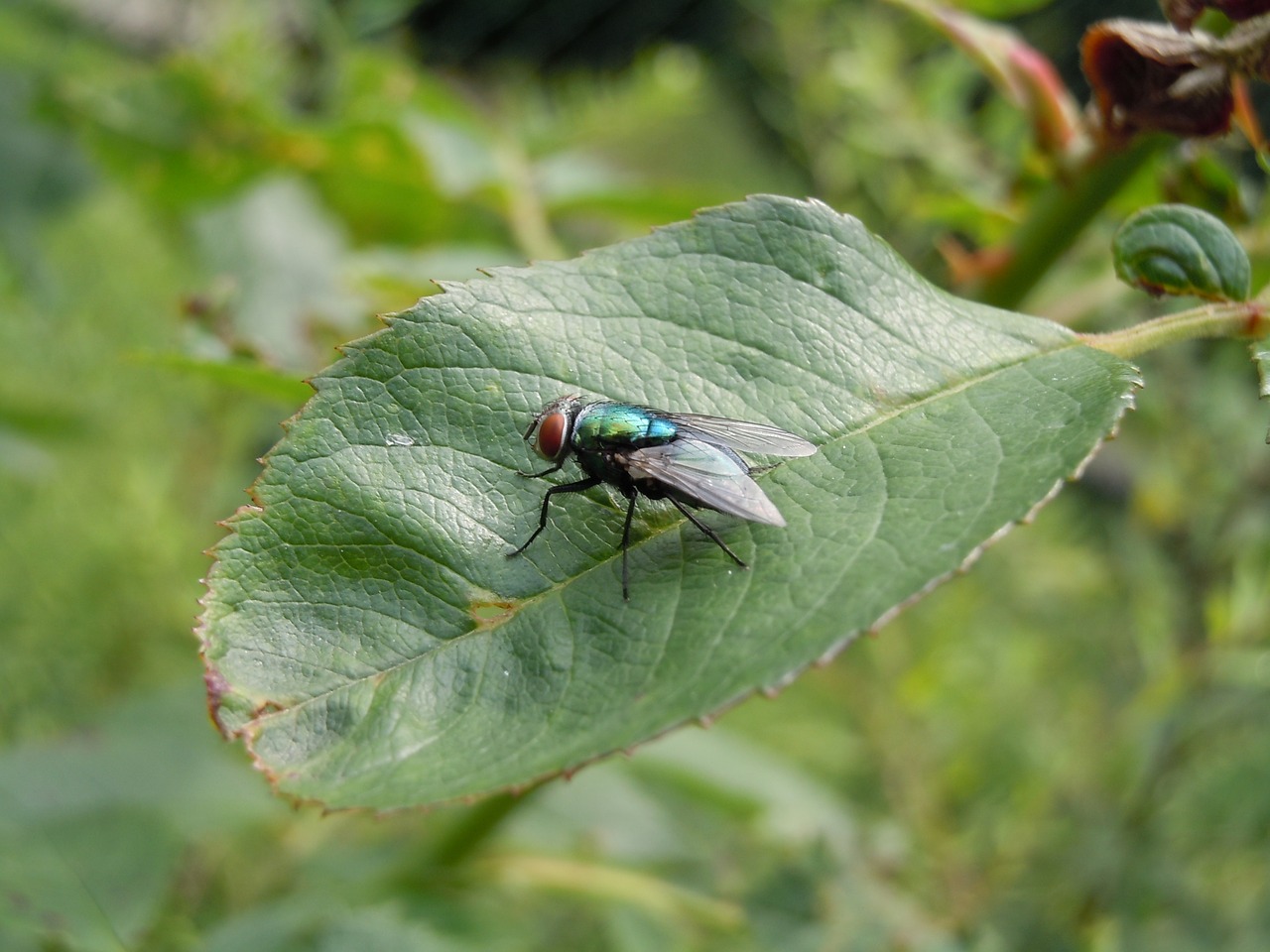 fly wing leaf free photo