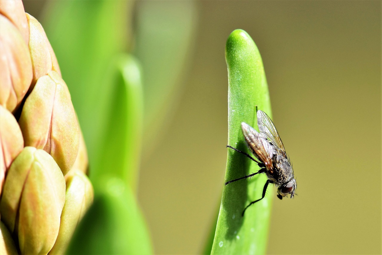 fly animal insect free photo