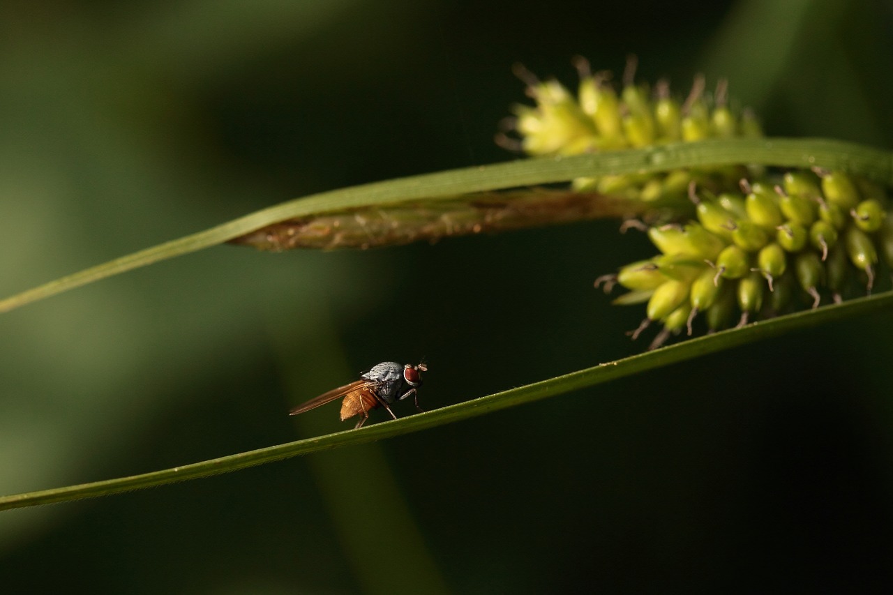 fly insect macro free photo