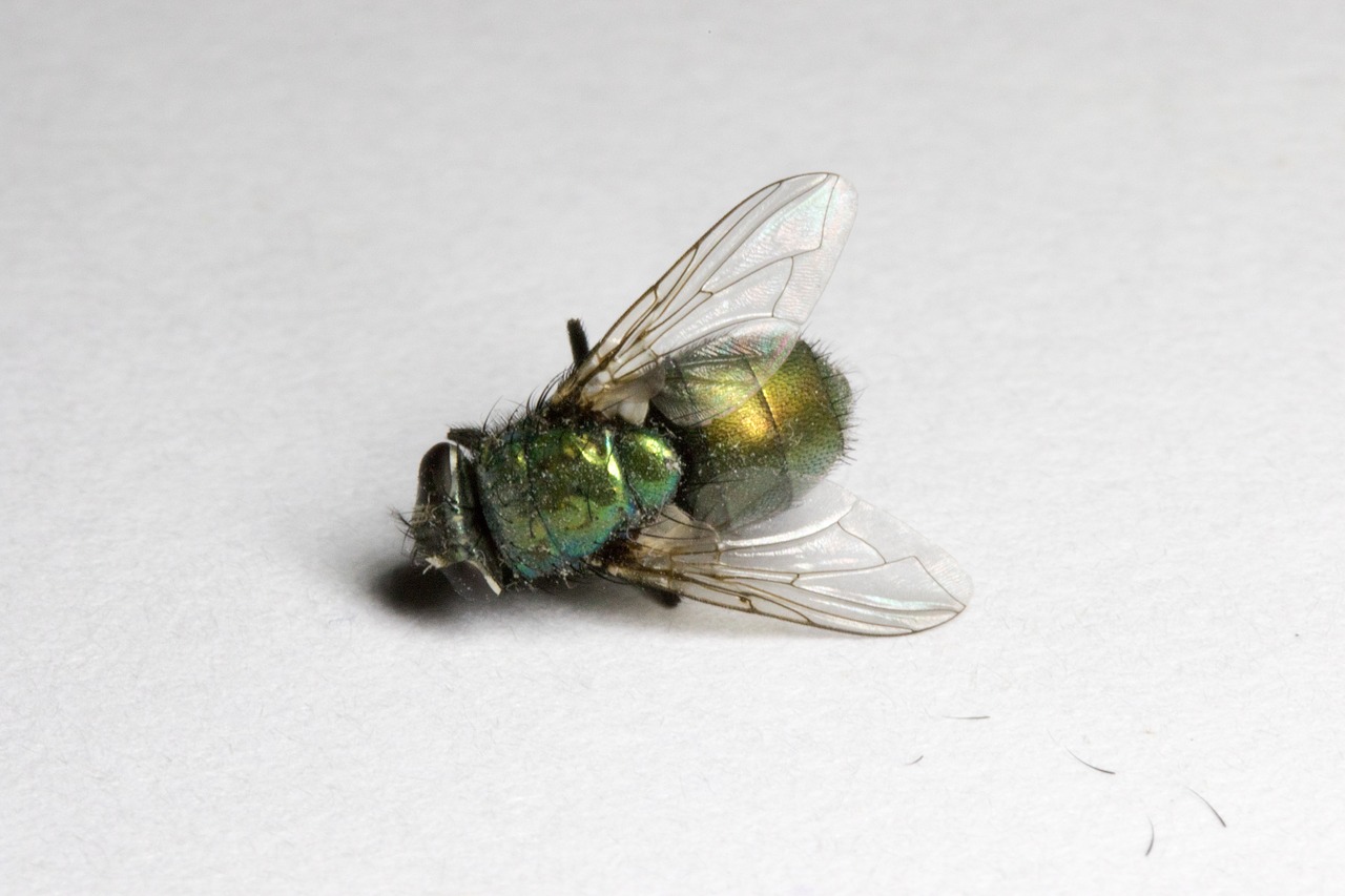 fly dead green free photo