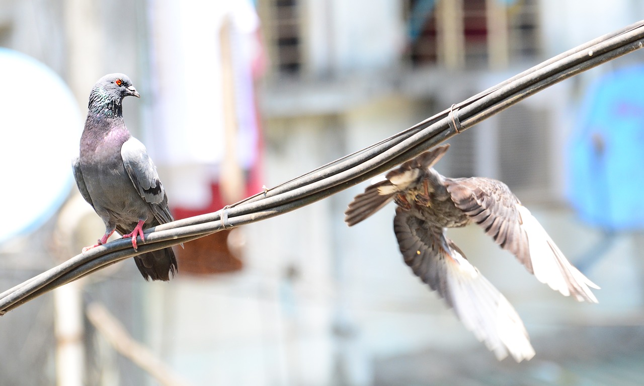 fly love bird free photo