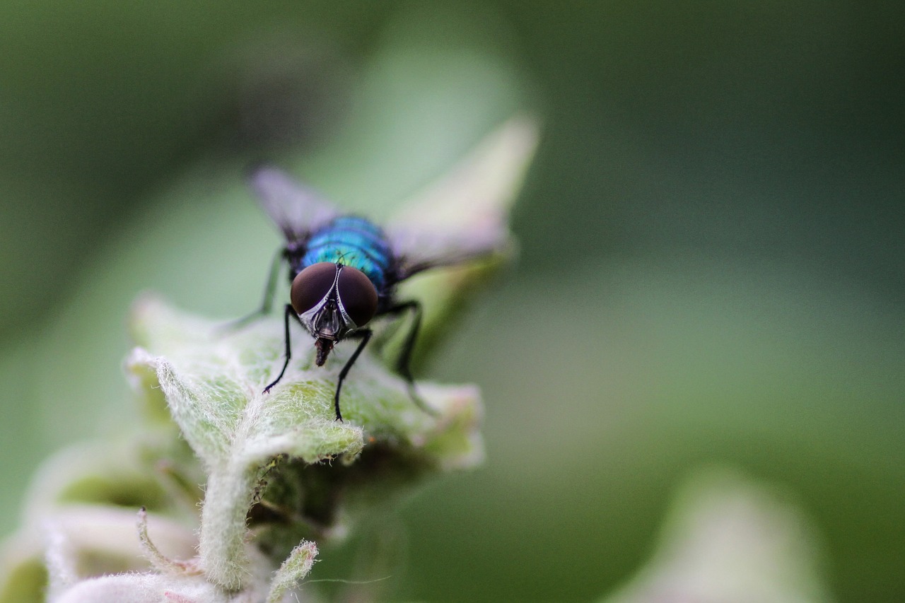 fly macro insect free photo