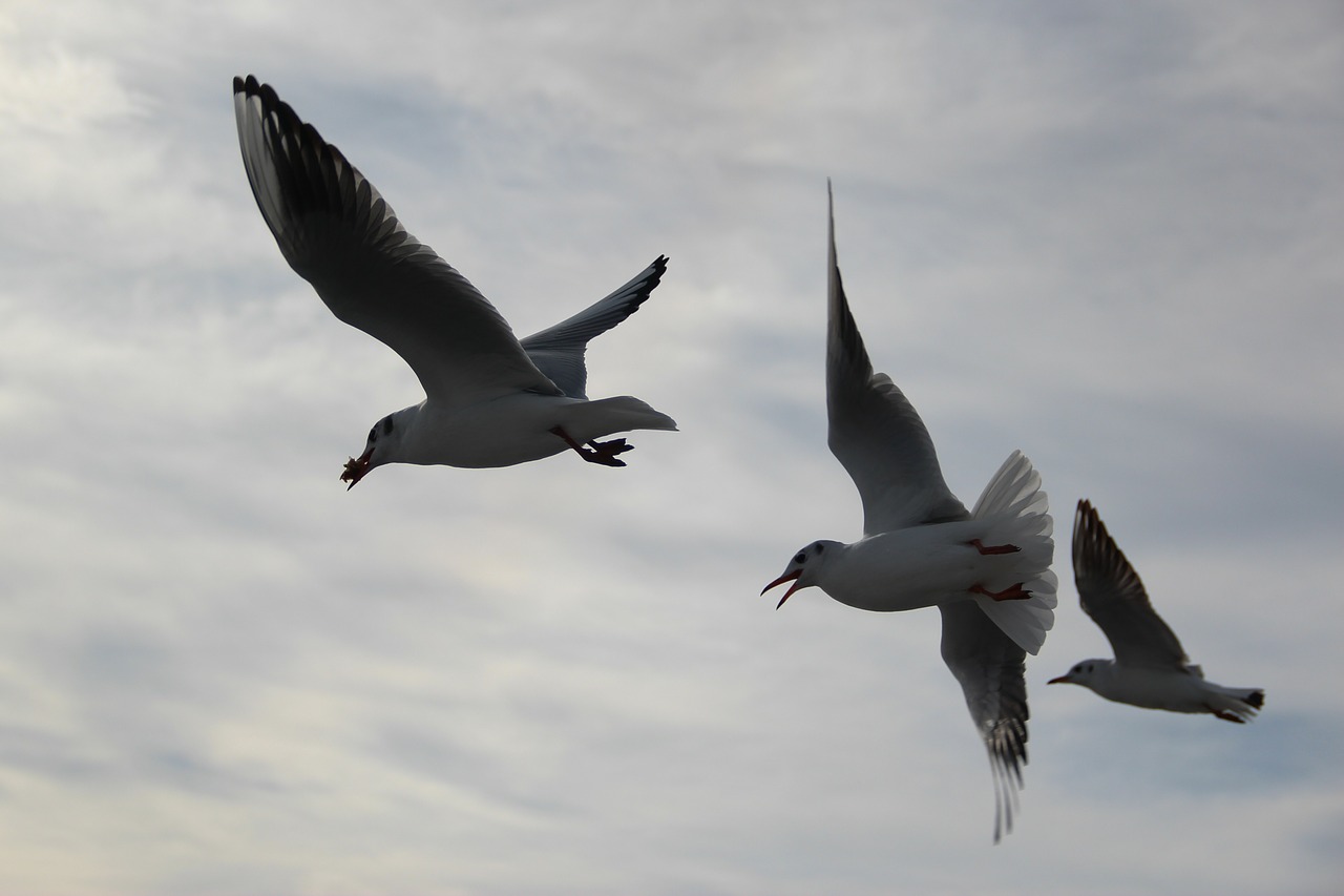 fly bird flight free photo