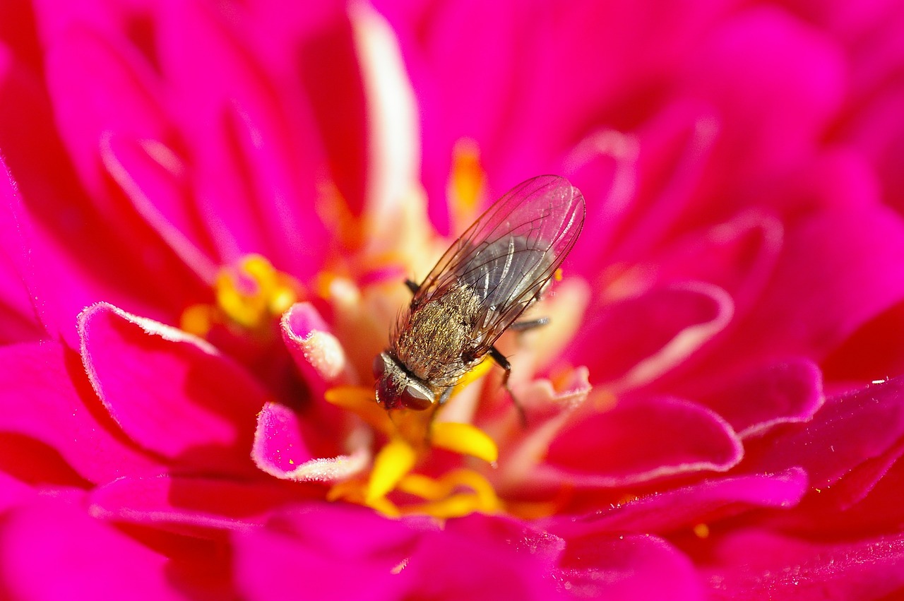 fly blossom bloom free photo