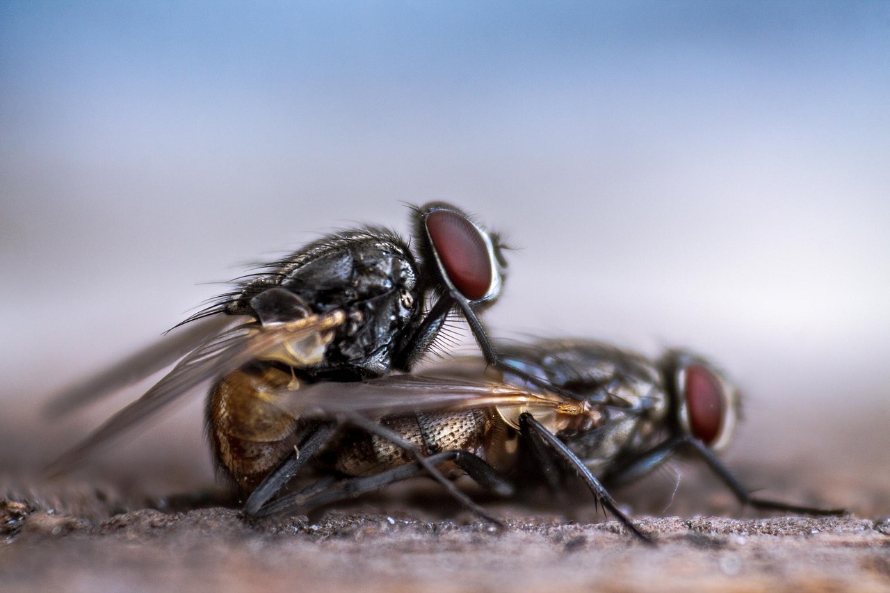 fly housefly mating free photo
