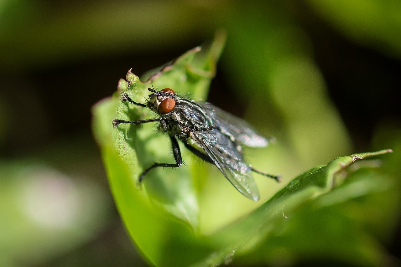 fly carnivore macro free photo