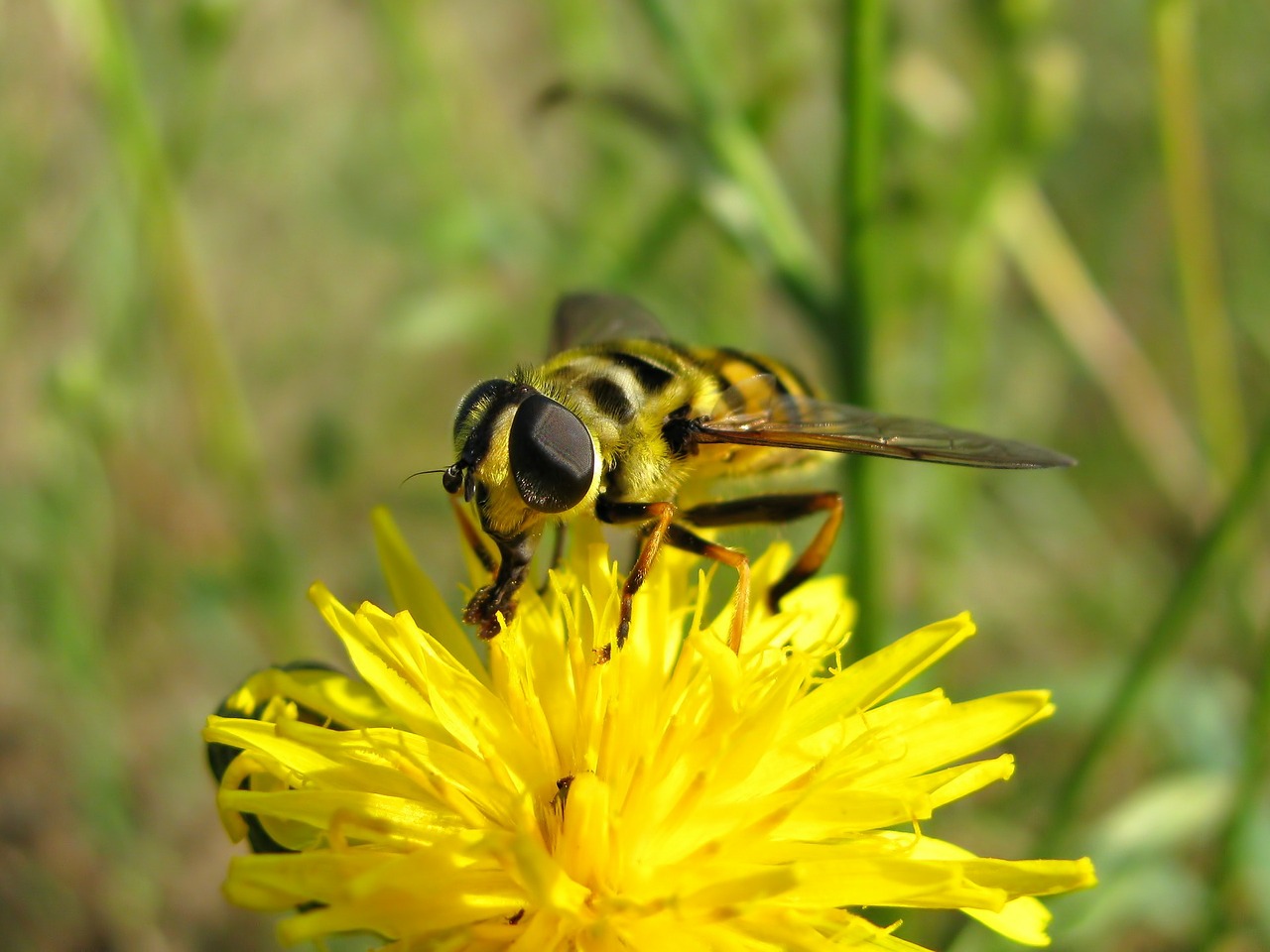 fly bee insect free photo