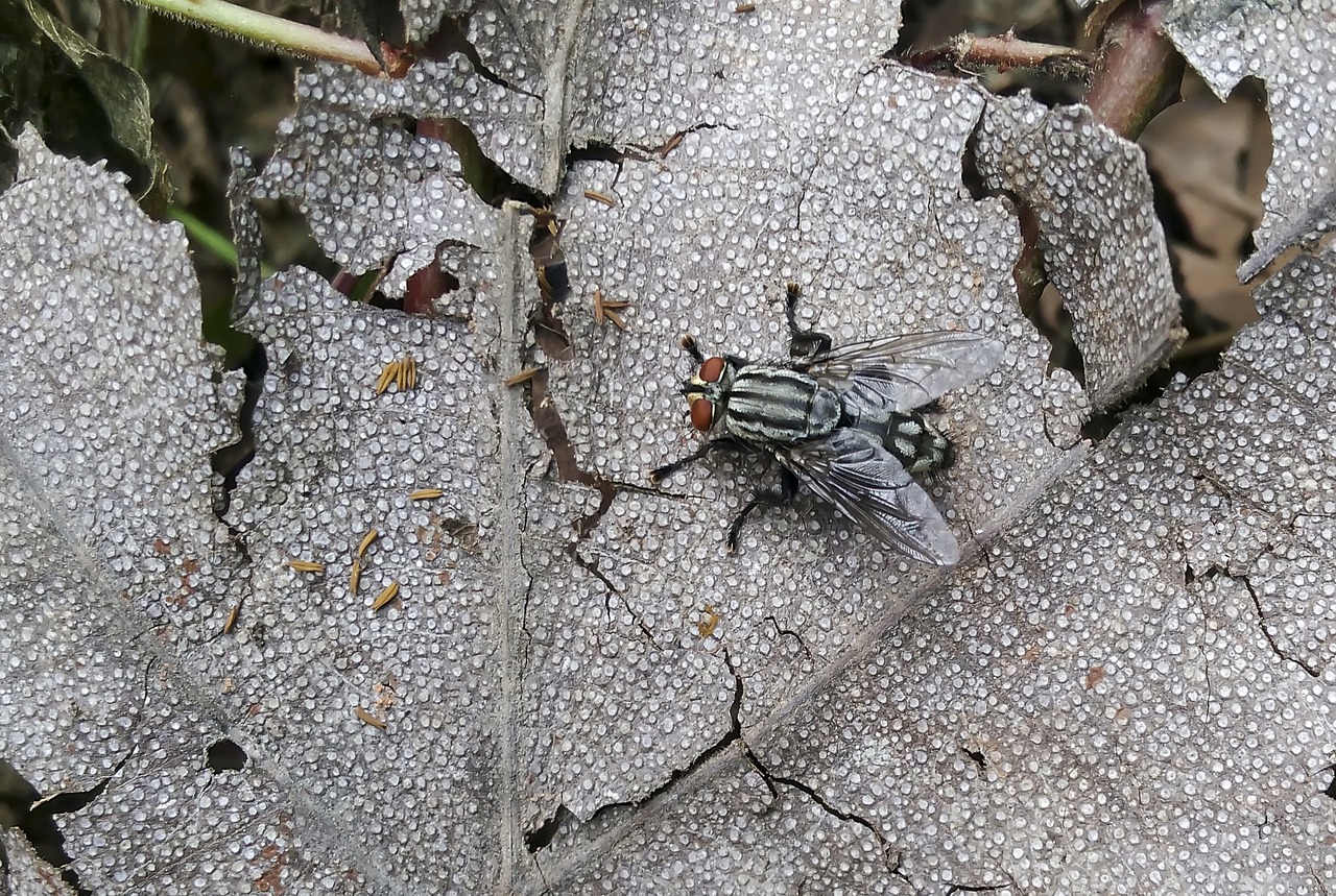 fly housefly small free photo