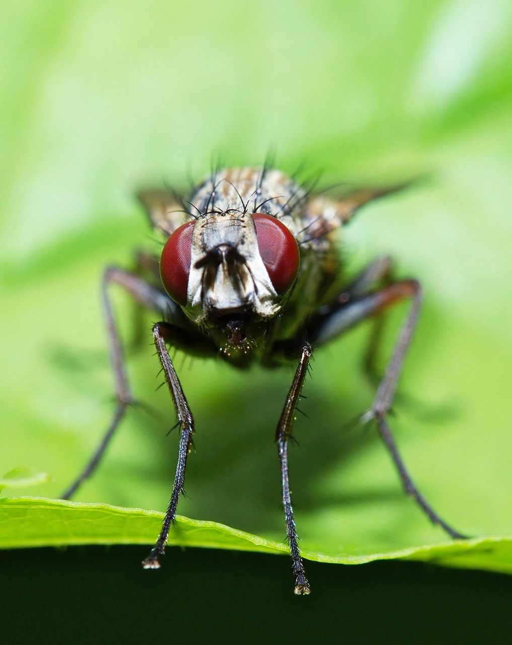 fly macro eyes free photo