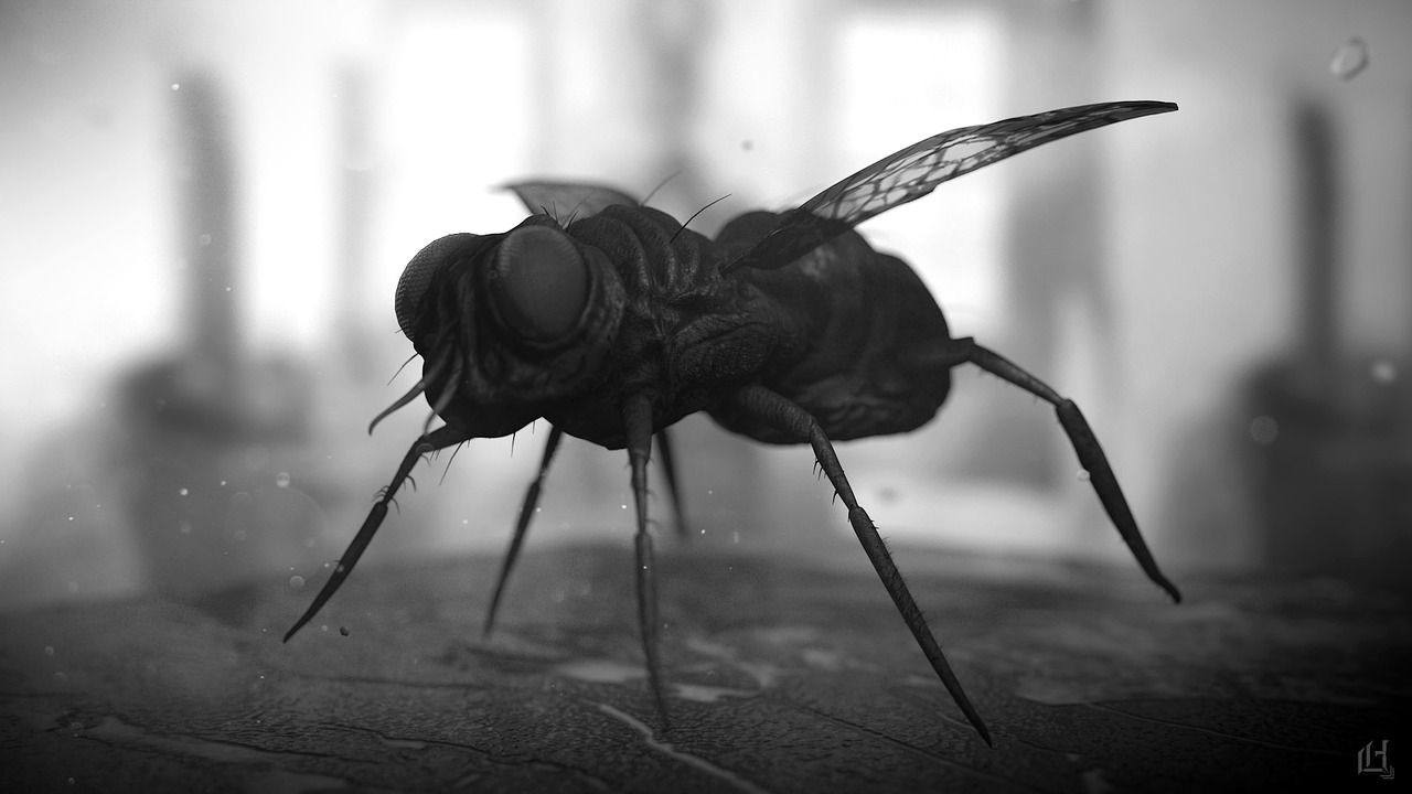 fly 3d render free photo
