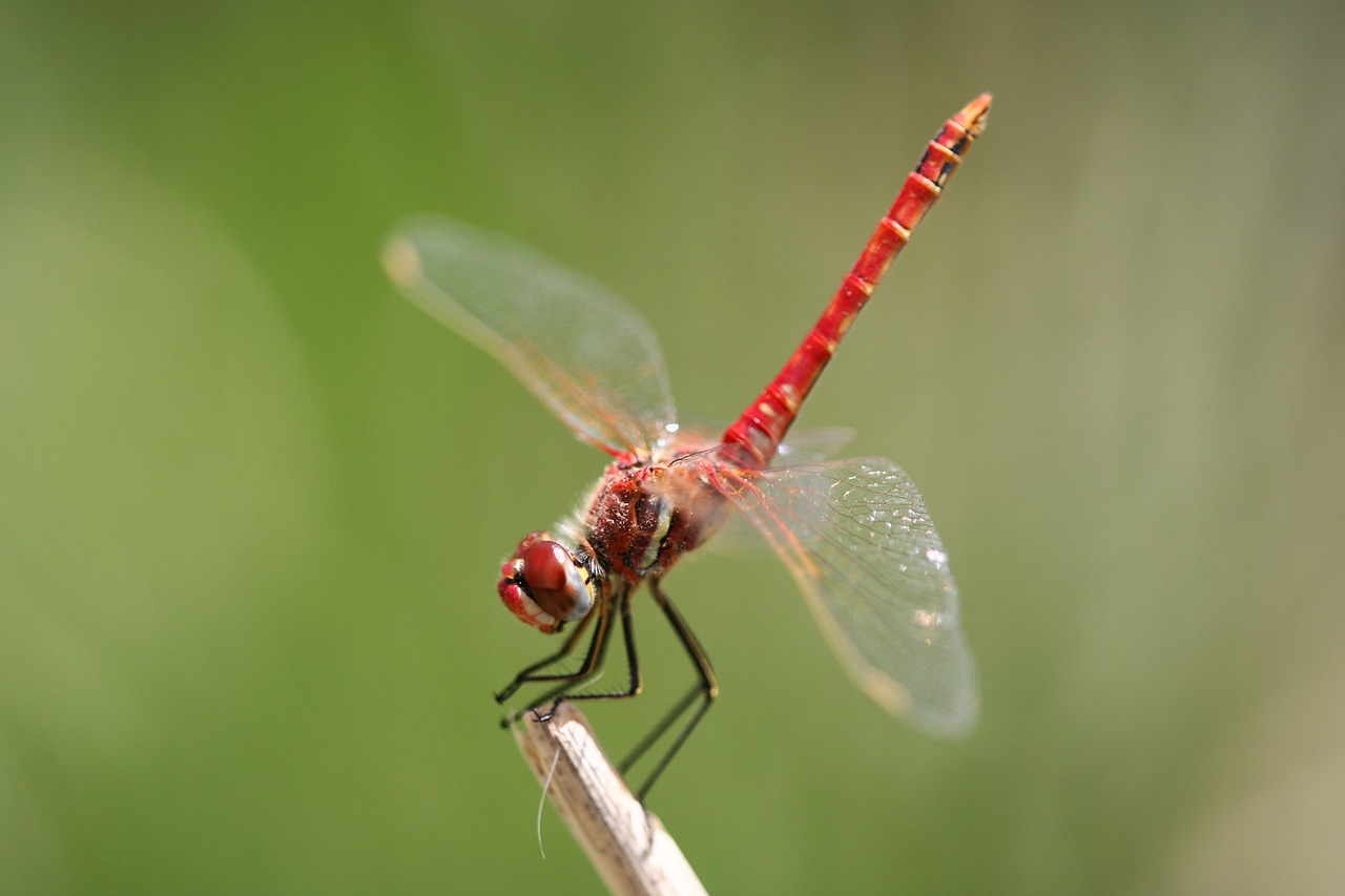 fly dragonfly propeller free photo