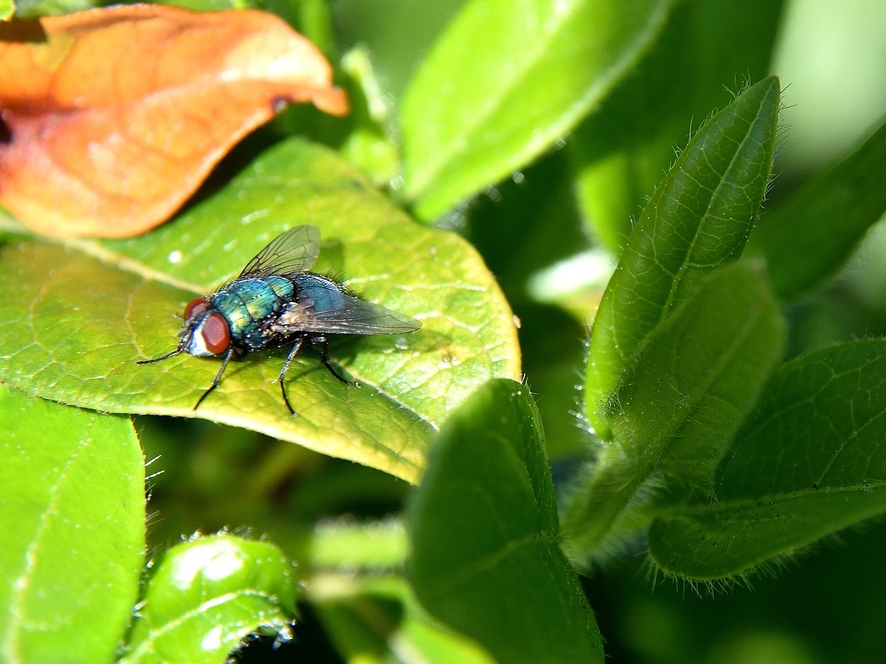 fly close insect free photo