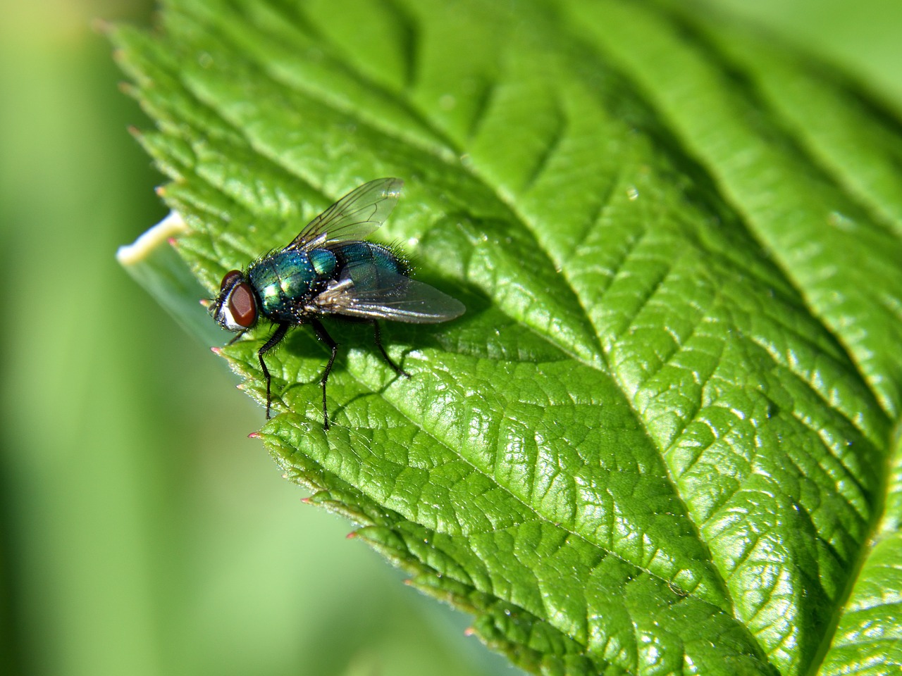 fly leaf close free photo