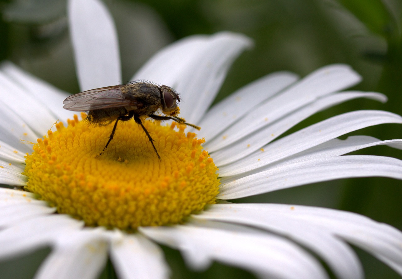 fly daisy pollen free photo